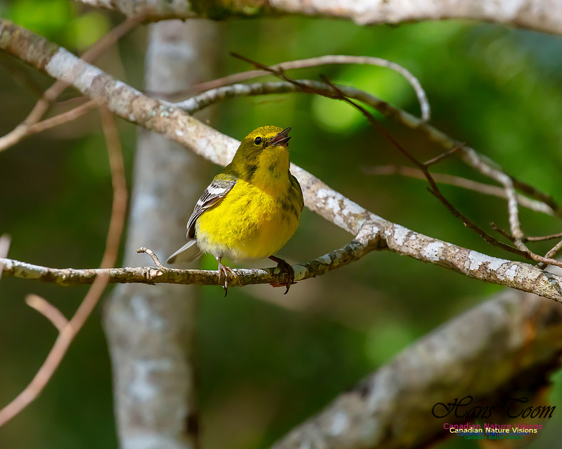 Pine Warbler 105