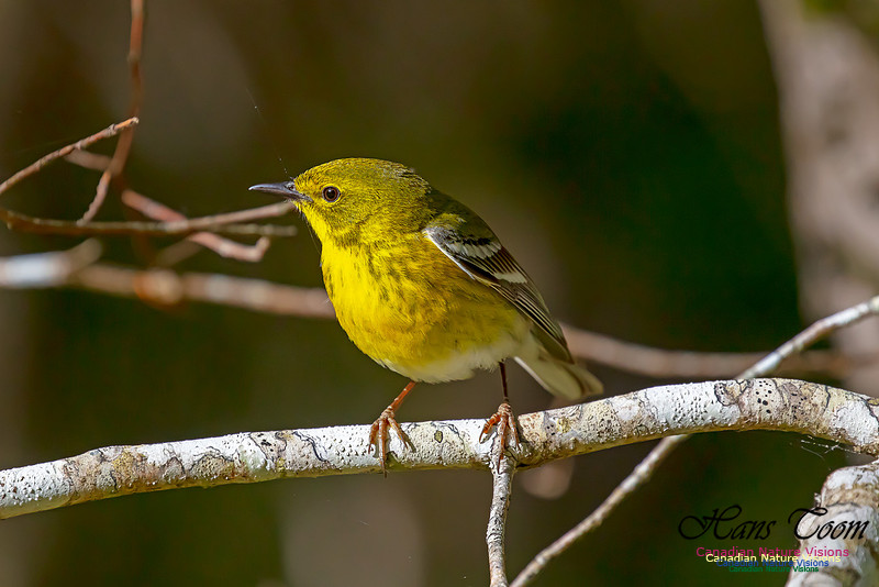 Pine Warbler 103