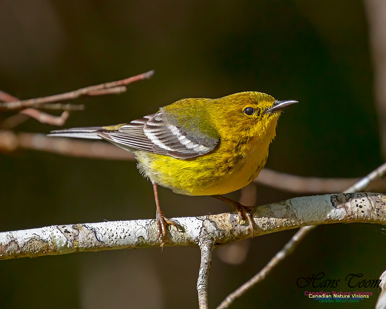 Pine Warbler 100