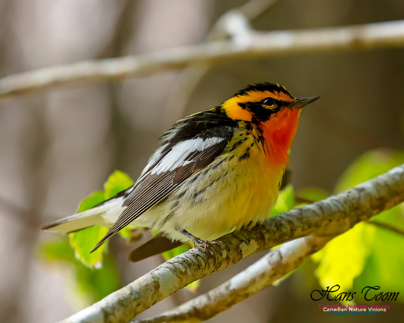 Blackburnian Warbler 105