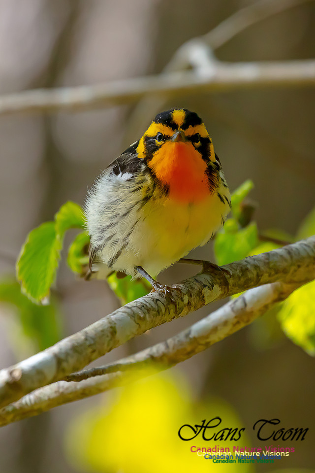 Blackburnian Warbler 104