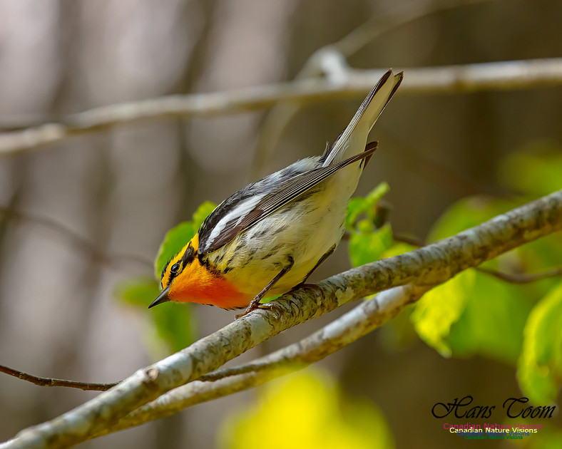Blackburnian Warbler 102