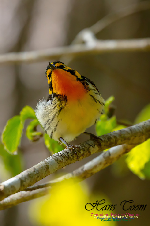 Blackburnian Warbler 103