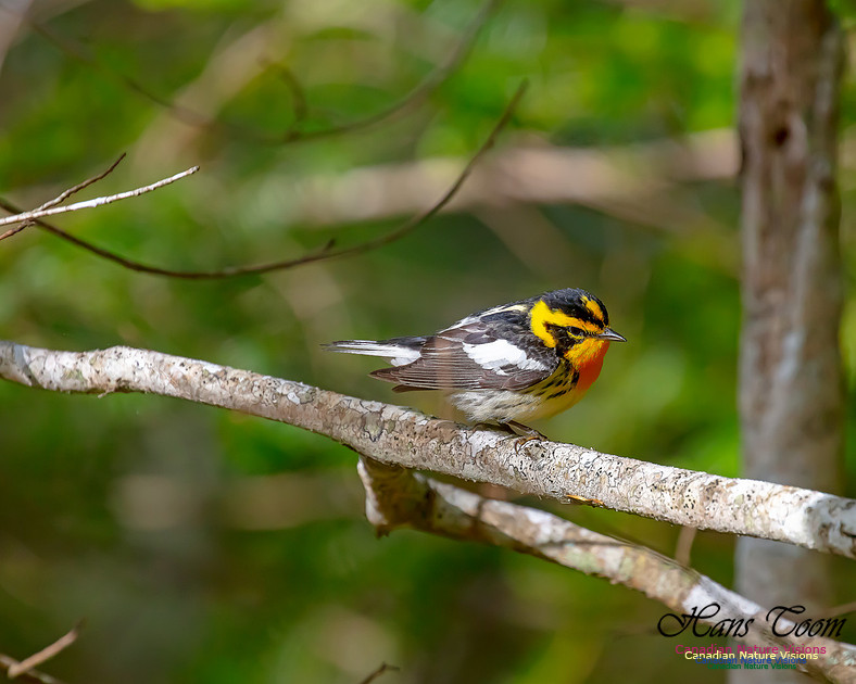 Blackburnian Warbler 101