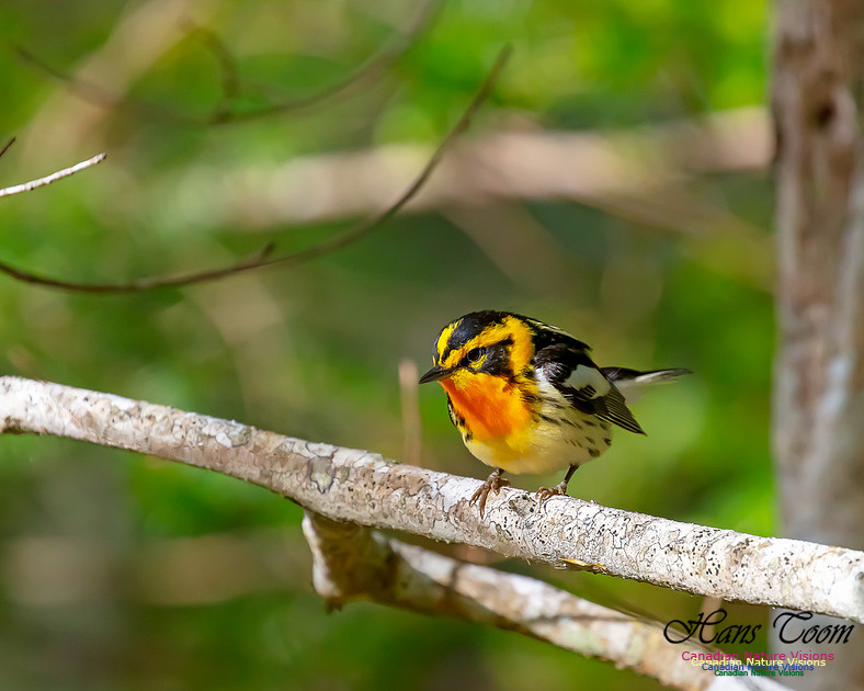 Blackburnian Warbler 100
