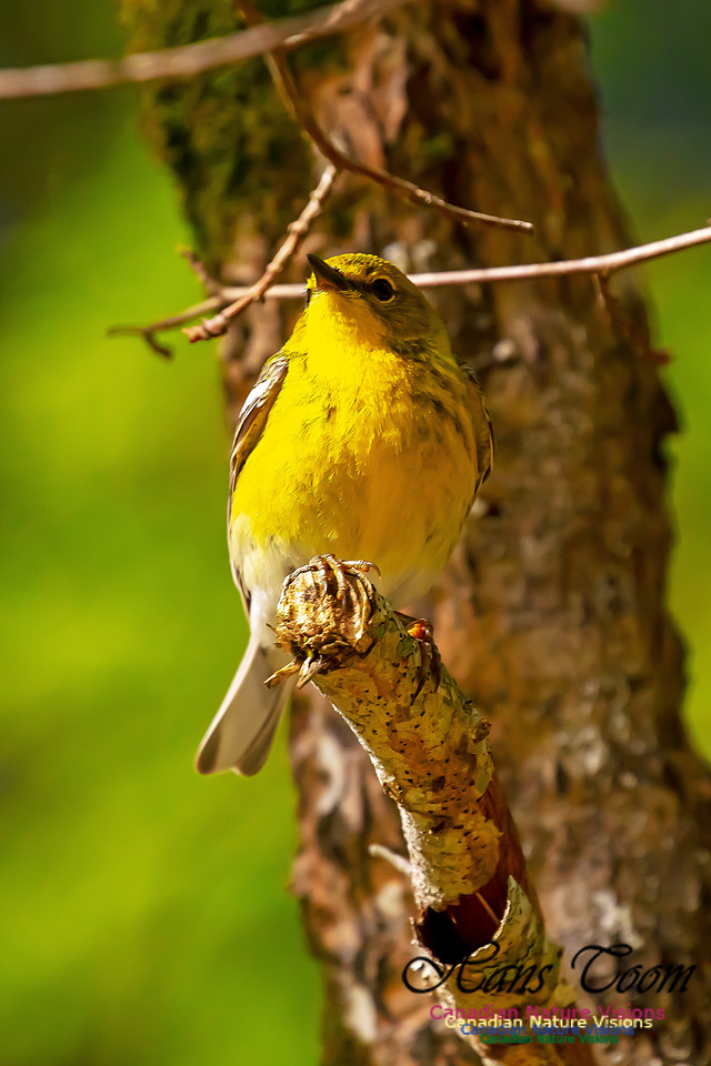 Pine Warbler 106