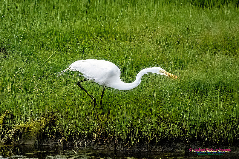 Great Egret 414