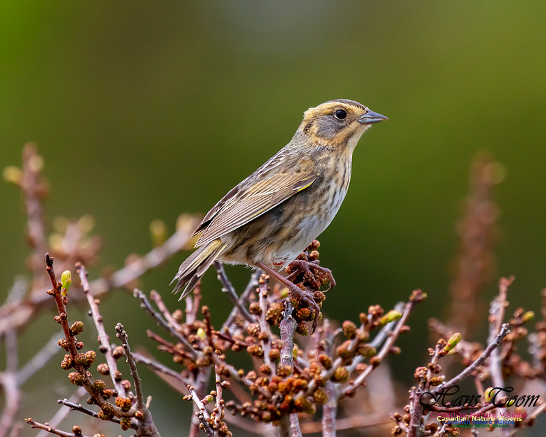 Nelson's Sparrow 110