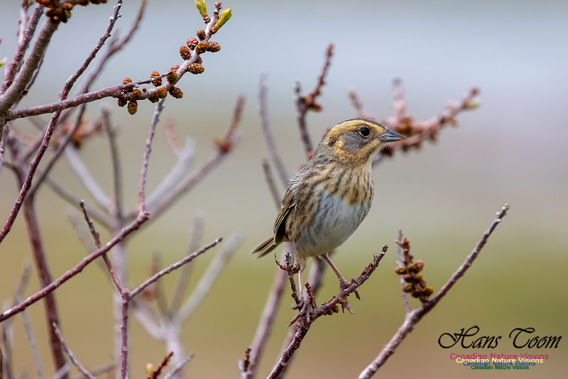 Nelson's Sparrow 107