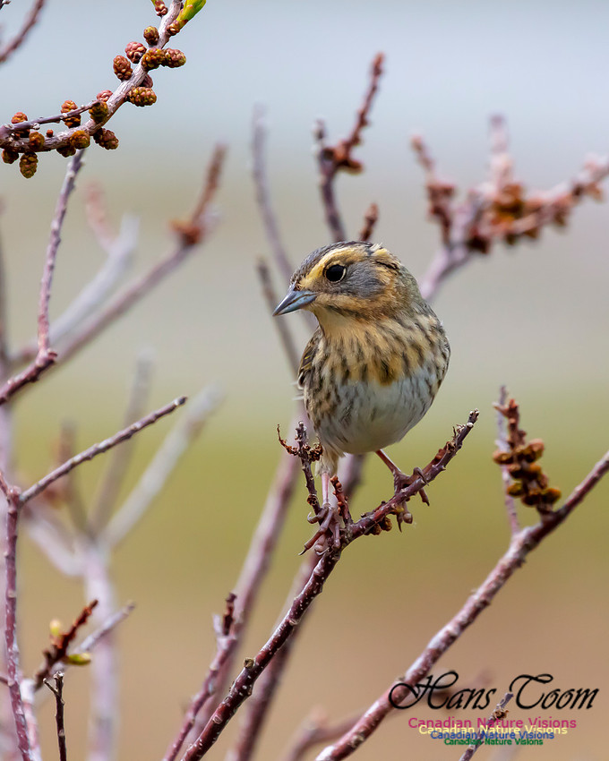 Nelson's Sparrow 108
