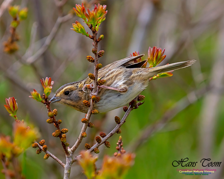 Nelson's Sparrow 109