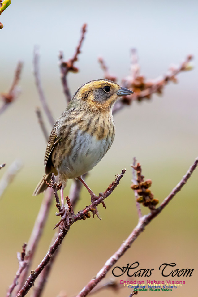 Nelson's Sparrow 106