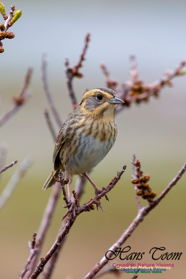 Nelson's Sparrow 105