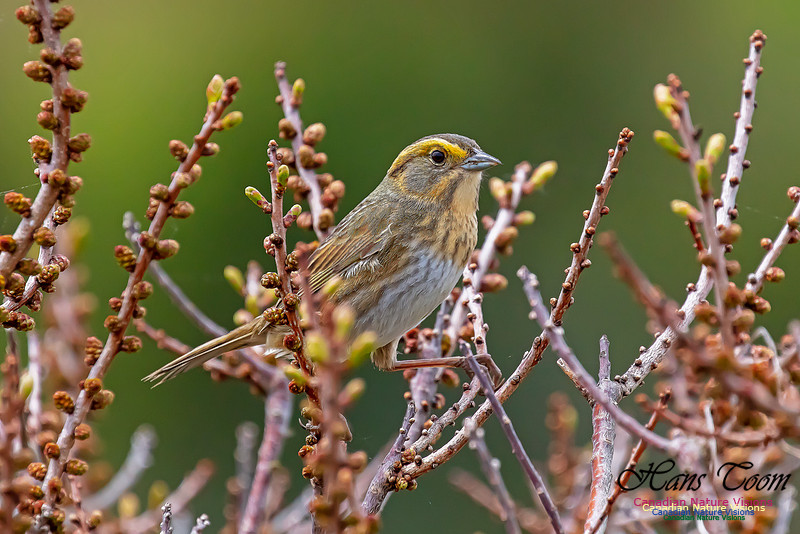 Nelson's Sparrow 104