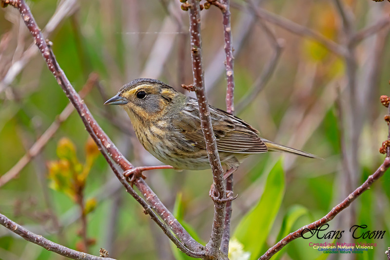 Nelson's Sparrow 103