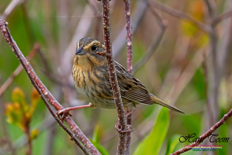 Nelson's Sparrow 102