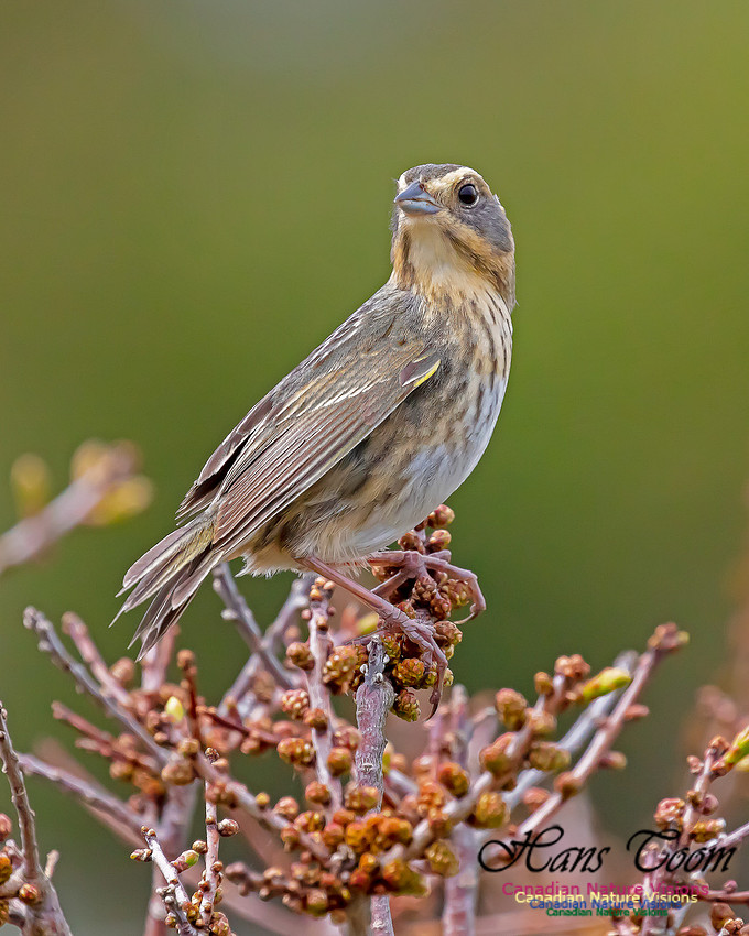 Nelson's Sparrow 101