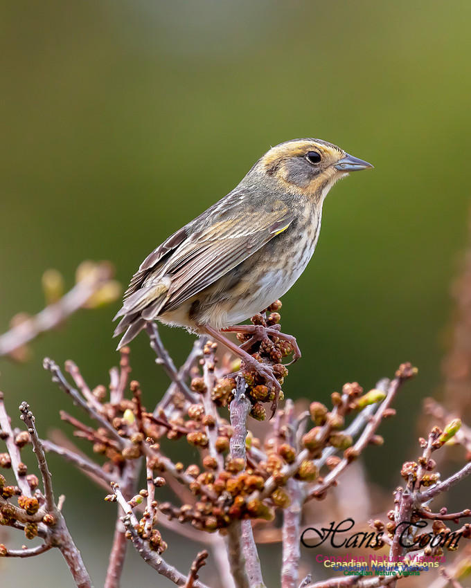 Nelson's Sparrow 100