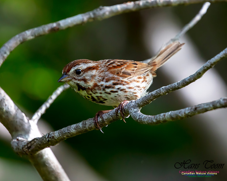 Song Sparrow 102