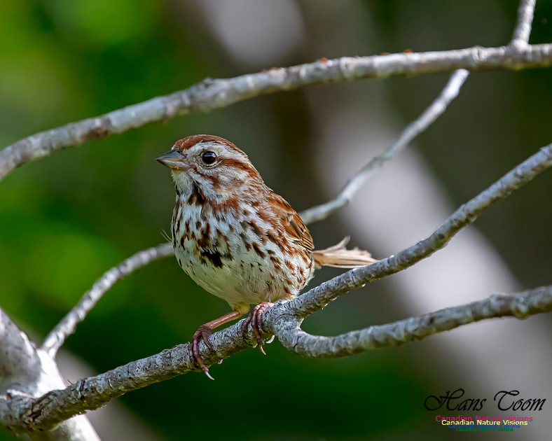 Song Sparrow 101