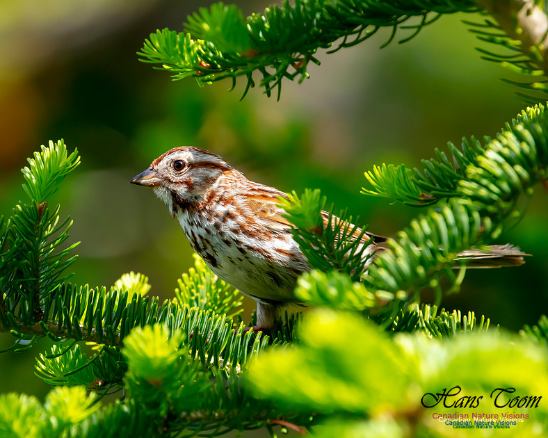 Song Sparrow 100
