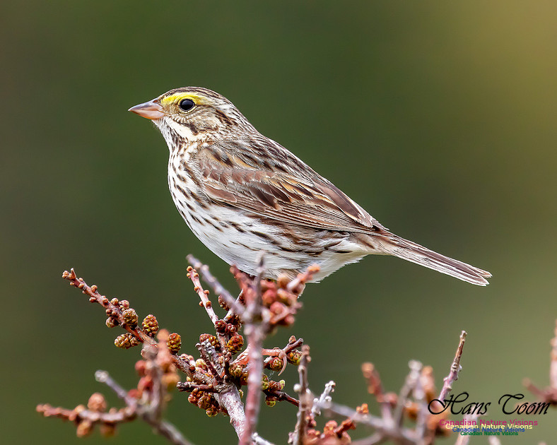 Savannah Sparrow 102