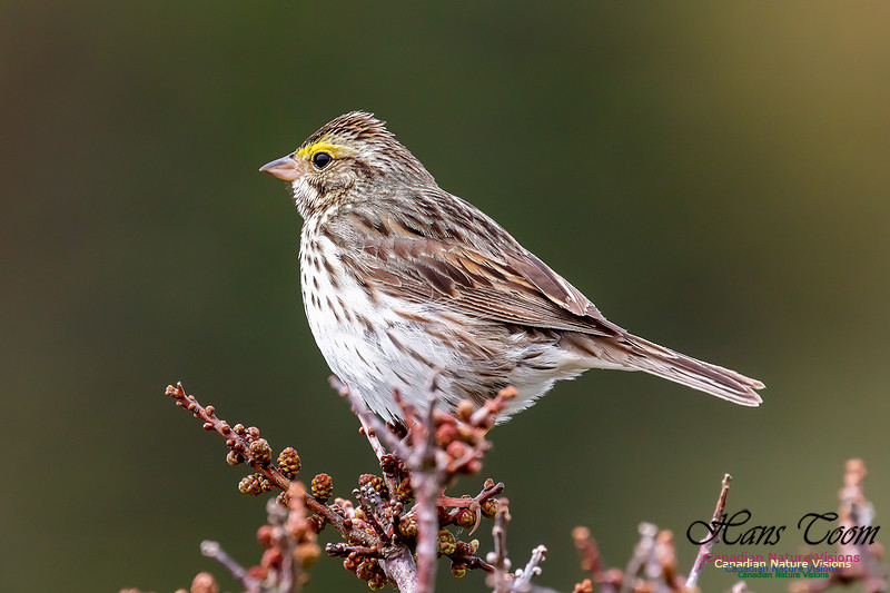 Savannah Sparrow 101