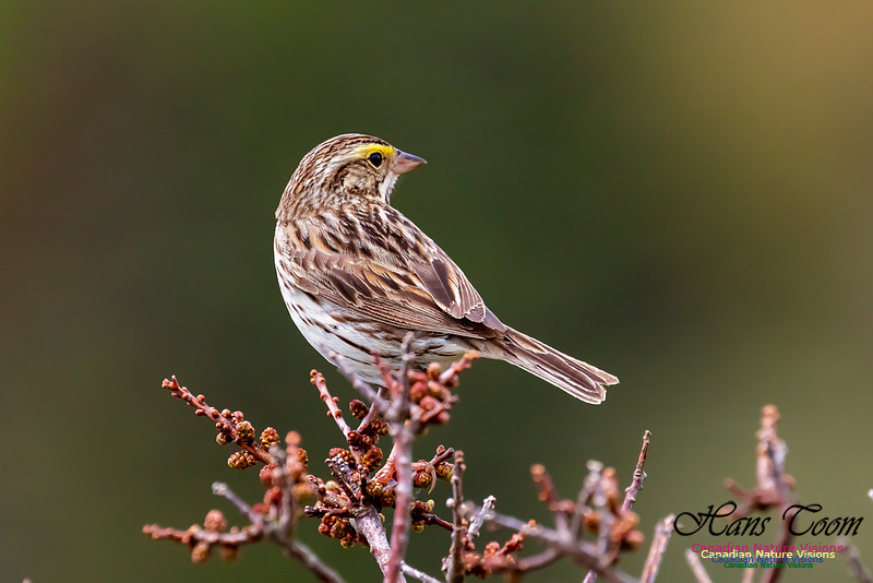 Savannah Sparrow 100