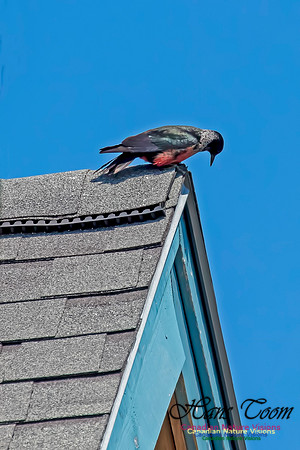 Lewis's Woodpecker 1