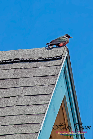 Lewis's Woodpecker 2