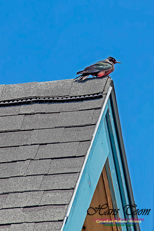 Lewis's Woodpecker 3