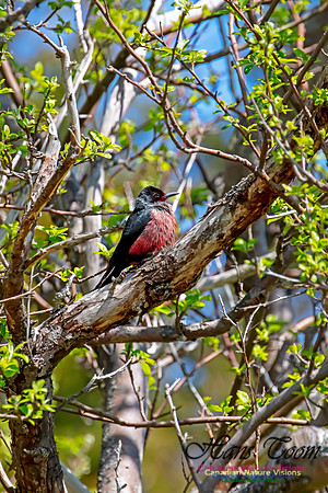 Lewis's Woodpecker 5