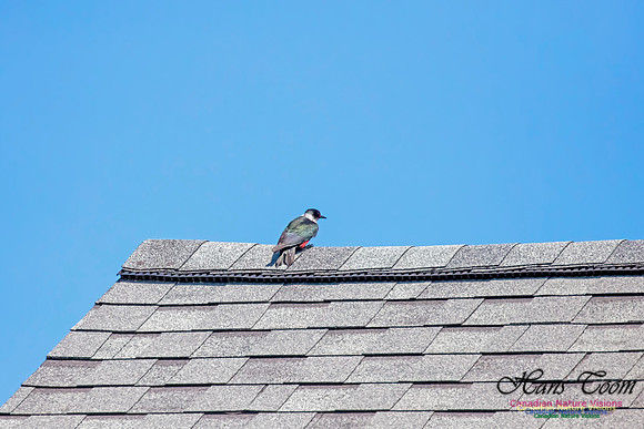Lewis's Woodpecker 9