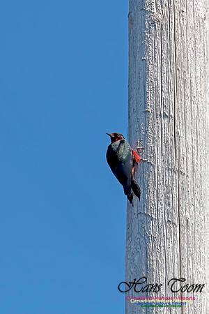 Lewis's Woodpecker 10