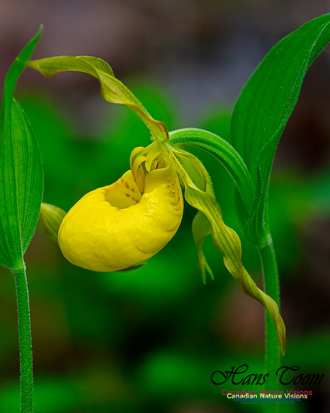 Yellow Ladies's Slipper Orchid 134