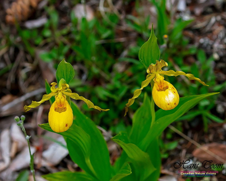 Yellow Ladies's Slipper Orchid 130