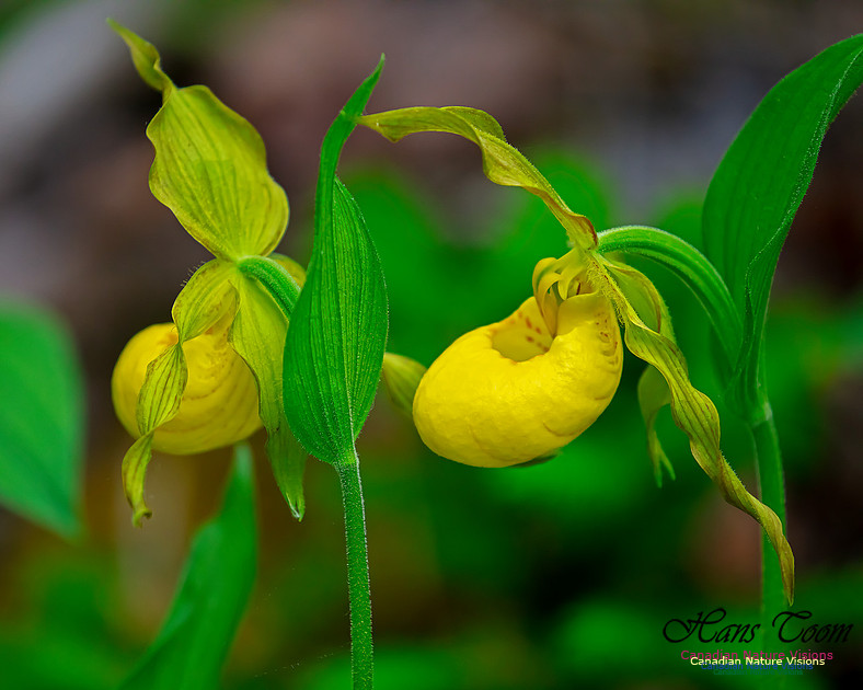 Yellow Ladies's Slipper Orchid 133