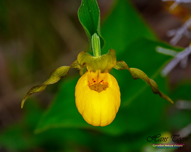 Yellow Ladies's Slipper Orchid 131