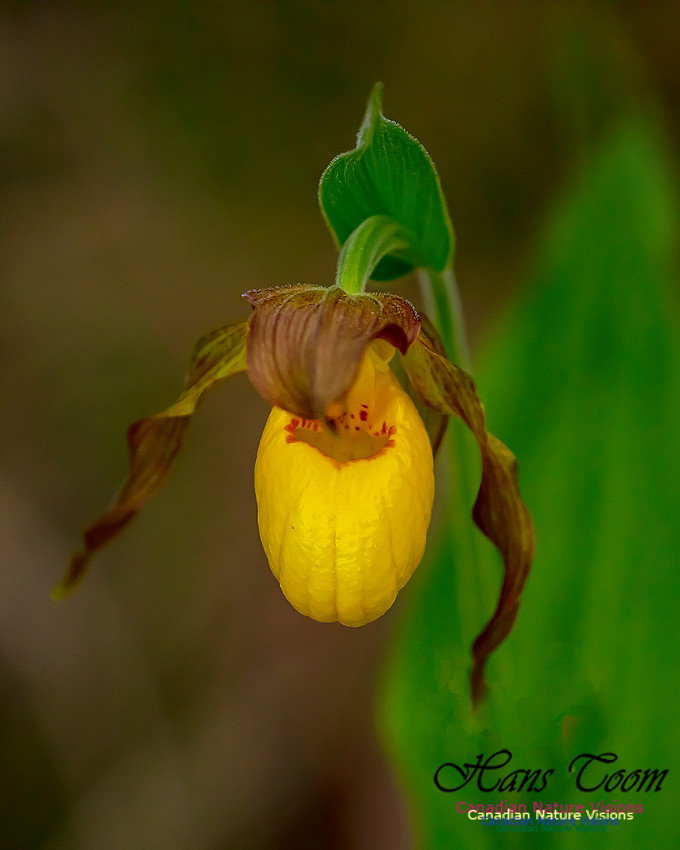 Yellow Ladies's Slipper Orchid 132