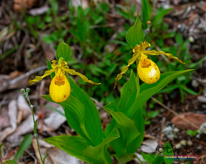 Yellow Ladies's Slipper Orchid 129