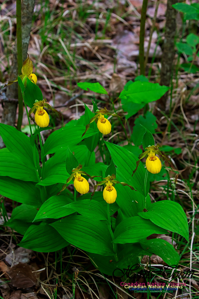 Yellow Ladies's Slipper Orchid 128