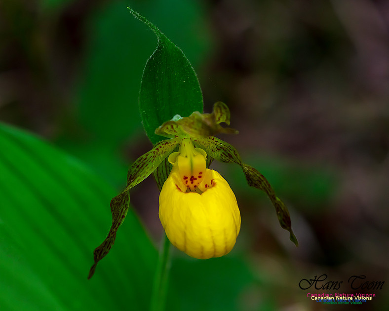 Yellow Ladies's Slipper Orchid 126