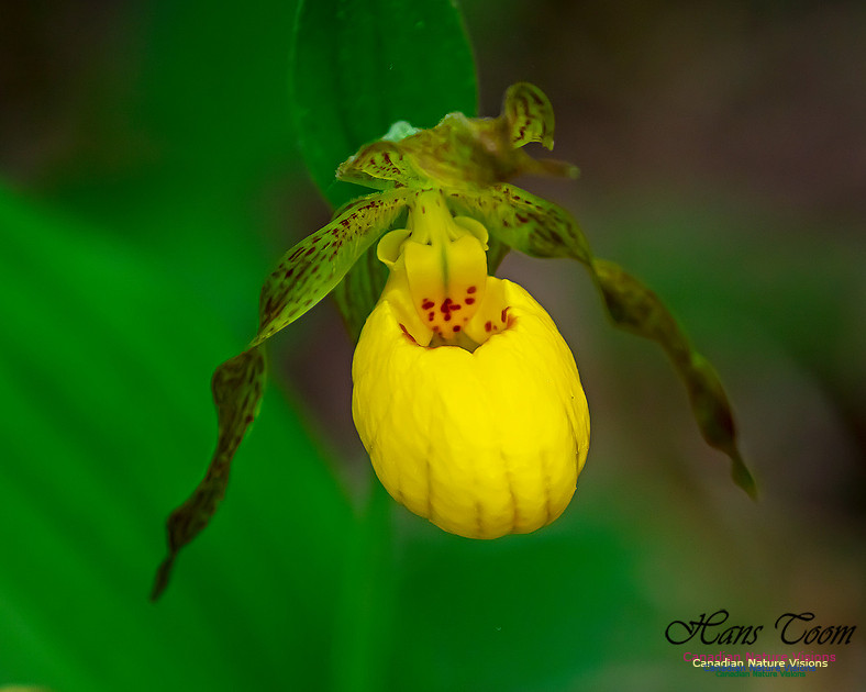 Yellow Ladies's Slipper Orchid 125