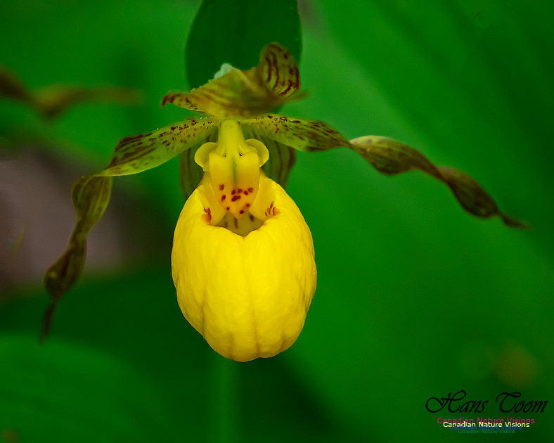 Yellow Ladies's Slipper Orchid 124