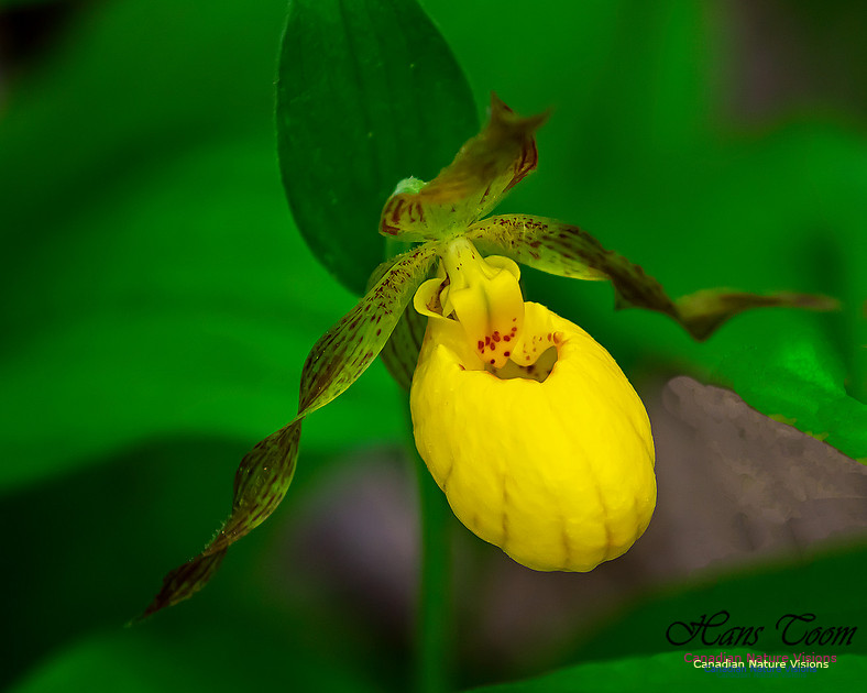 Yellow Ladies's Slipper Orchid 123