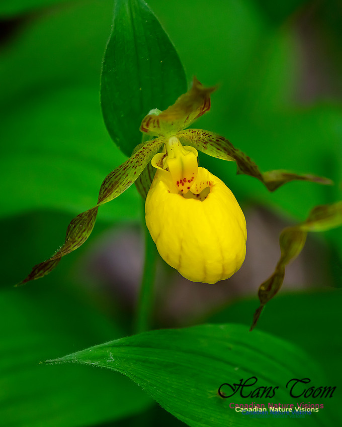 Yellow Ladies's Slipper Orchid 122