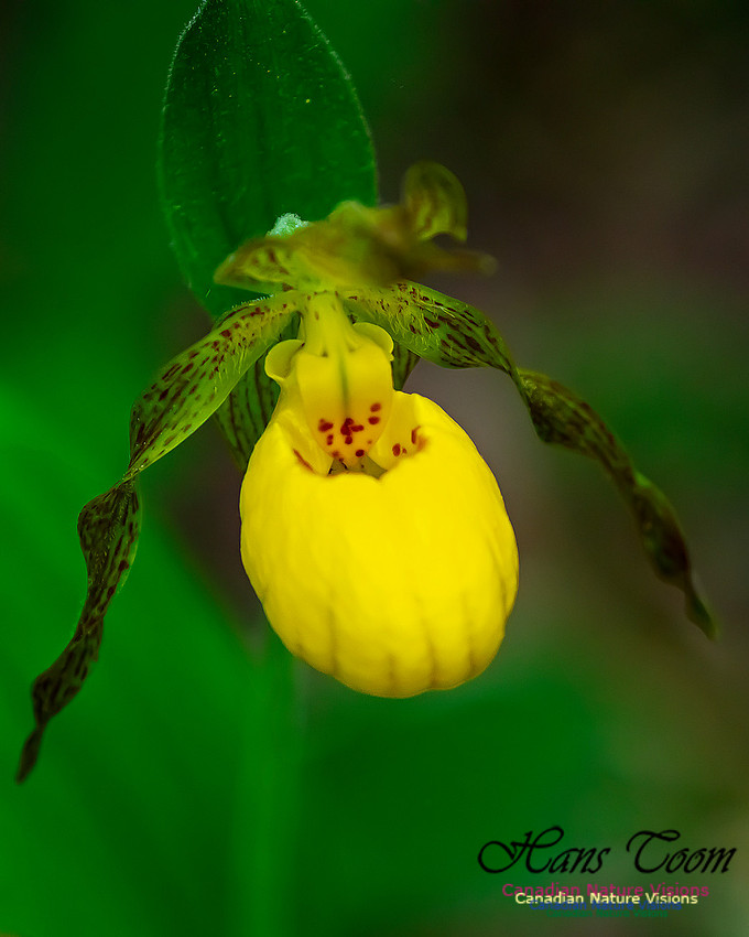 Yellow Ladies's Slipper Orchid 121