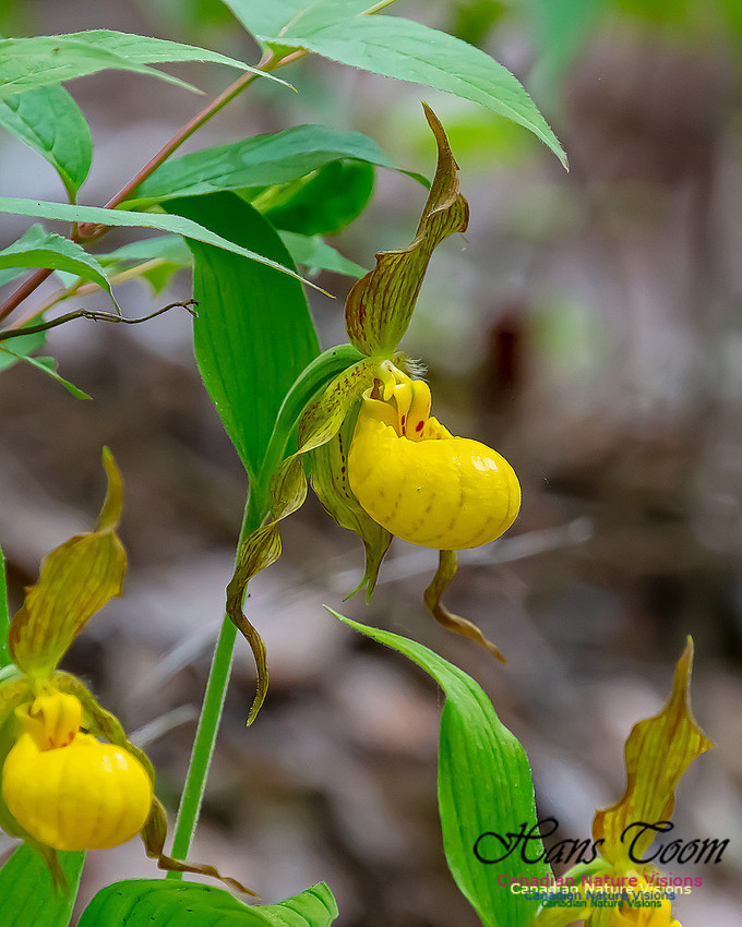 Yellow Ladies's Slipper Orchid 120