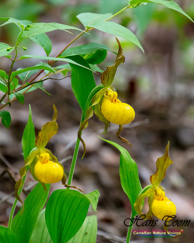 Yellow Ladies's Slipper Orchid 119