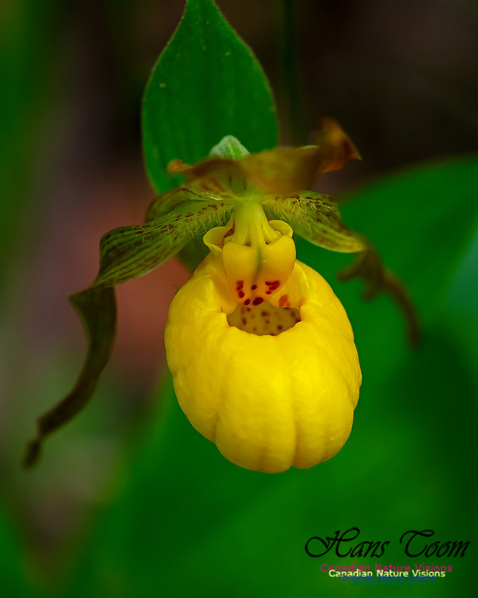 Yellow Ladies's Slipper Orchid 118